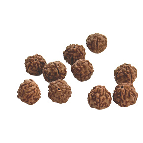 Rudraksha přírodní korálek 10 mm, 10 kusů Rudraksha přírodní korálek 10 mm, 10 kusů