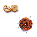 Elastický náramok Rudraksha z prírodných semienok, guľôčka 6 mm / 16 - 17 cm