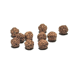 Rudraksha prírodný korálik 7 mm, 10 kusov